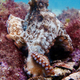 Gloomy octopus.